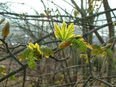 Sycamore buds