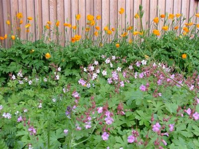 Spring flora
