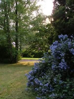 Ceanothus
