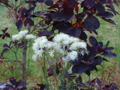 thalictrum with cotinus