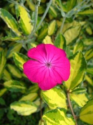 Vivid lychnis eleagnus combination!