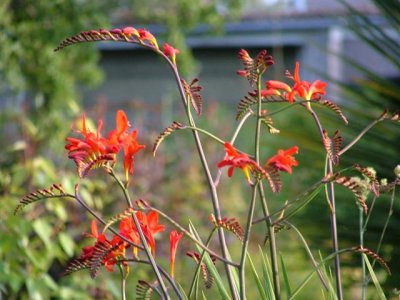 My Garden 2007