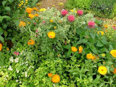 Colour My Garden_The Herbal Tea Party