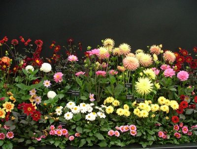 Floral Marquee stand