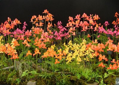 Floral Marquee stand