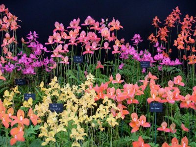Floral Marquee stand
