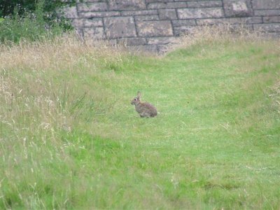 Rabbit  at Derwent Reservoir
