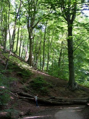 Graves Park