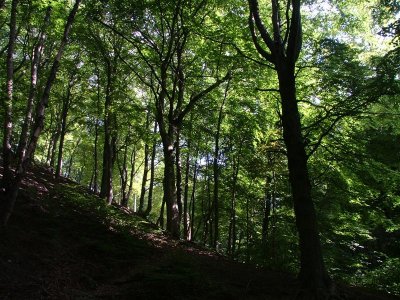 Graves Park