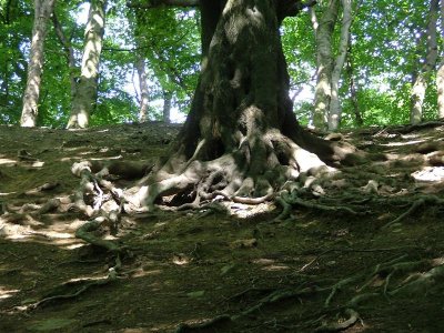 Graves Park