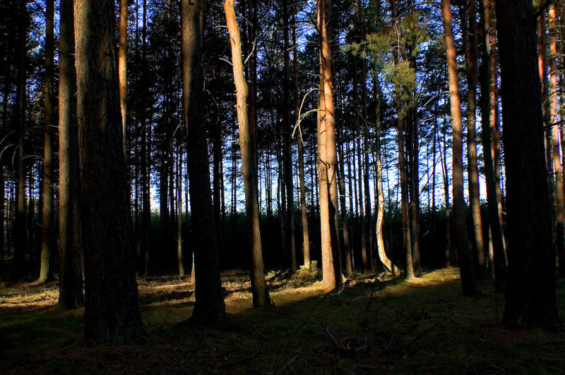 The forest on the morning