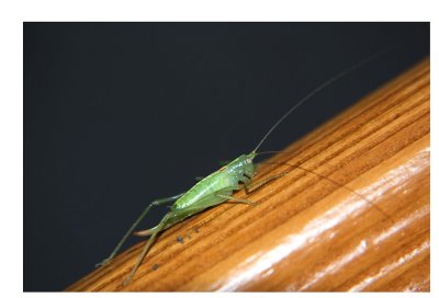 Green Grasshoper