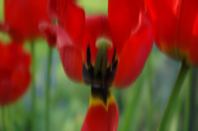 tulipany