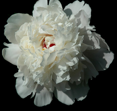 12 february  PEONY