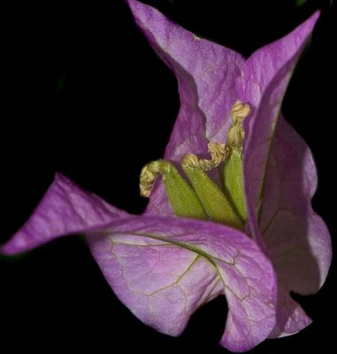 Thunbergia grandiflora MACRO