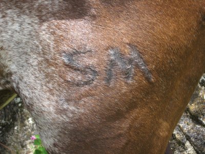 San Cristobal De Las Casas 4 My Horse - Coincidence ?