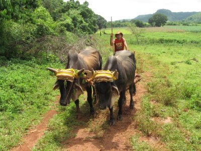 Vinales (49)