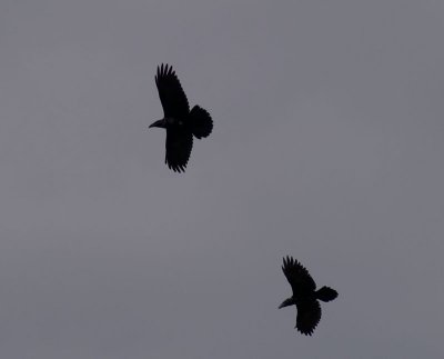 blackbirds906.jpg
