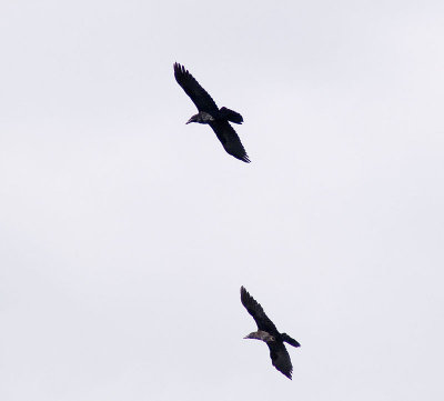 blackbirds907.jpg