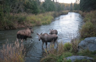 Moose family in Campbell Creek