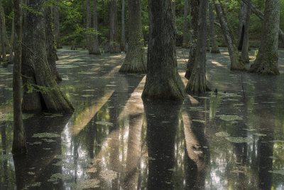 Cypress Swamp - Natchez Trace