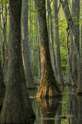Cypress Swamp - Spring