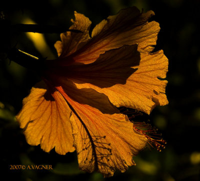 _MG_1025_edited-1 copy.jpg