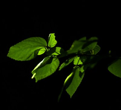 _MG_1040_edited-1 copy.jpg