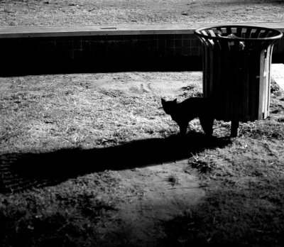 Night Shadow_MG_8862 copy.jpg