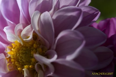 _MG_7517 copy.jpg