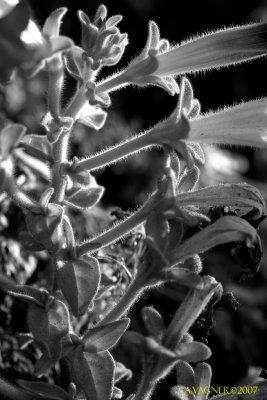 _MG_9098_ copy.jpg