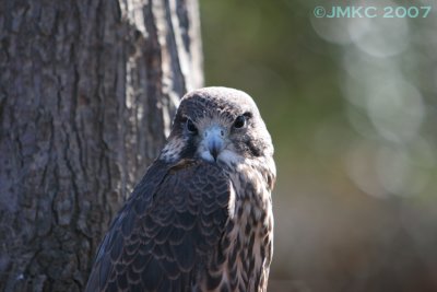Hawk Falcon hybrid