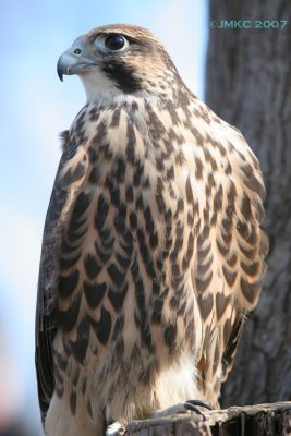Hawk Falcon hybrid 2