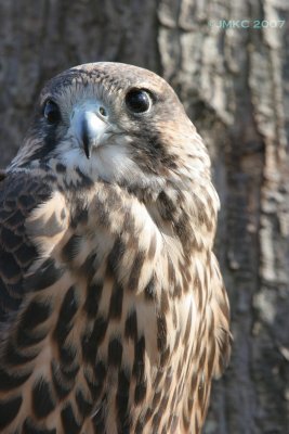 Hawk Falcon hybrid 3