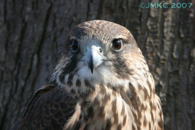 Hawk Falcon hybrid 4