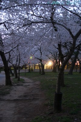 Path beneath the blossoms before dawn