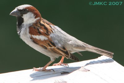 House Sparrow (m)
