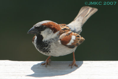 House Sparrow (m)