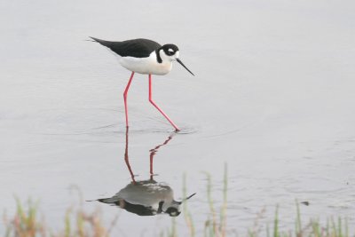 Black-necked Stilts (Stylish In Black and White)