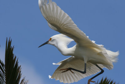Snowy Egret at the Duck Pond Rookery