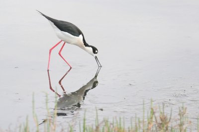 Black-necked Stilts (Stylish In Black and White)