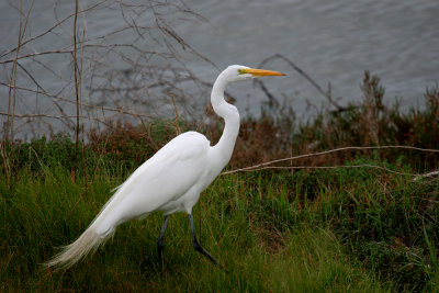 Great Egret (closely watching the photographer)