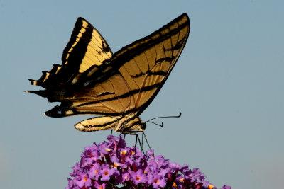 Swallowtail Butterfly (Papilionidae) on Butterfly Bush