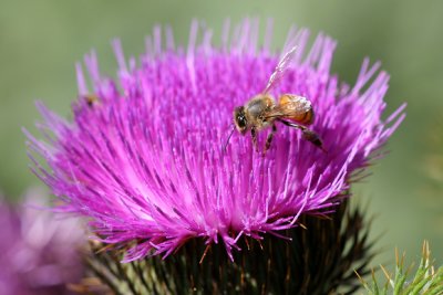 Honey Bee on Purple Thistle