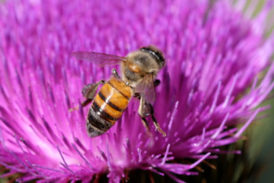 Honey Bee on Purple Thistle