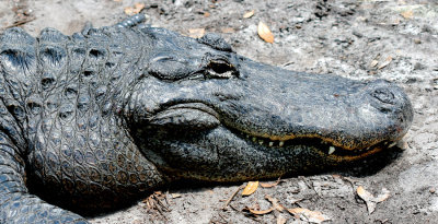 St. Augustine Alligator Farm