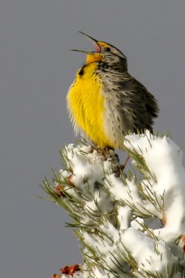 Western Meadowlark (The Singer)
