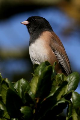 Dark-eyed Junco  (Oregon race)