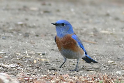 Western Bluebird