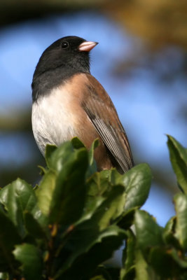 Dark-eyed Junco  (Oregon race)